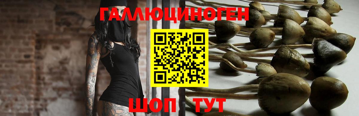 Псилоцибиновые грибы Psilocybe  Вход с VPN  Рязань 
